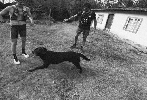 O cachorro avançou na trilha. Você corre ou para?